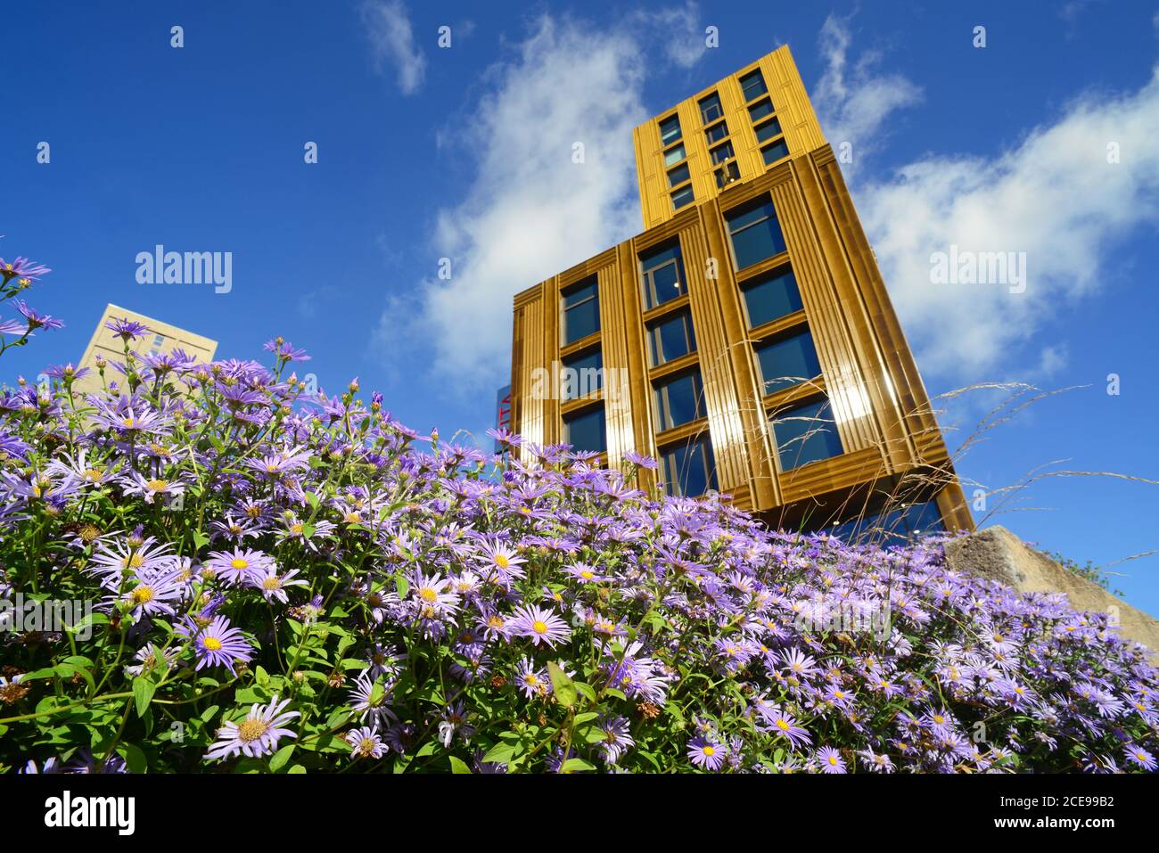 fleurs par vita appartements étudiants leeds royaume-uni Banque D'Images