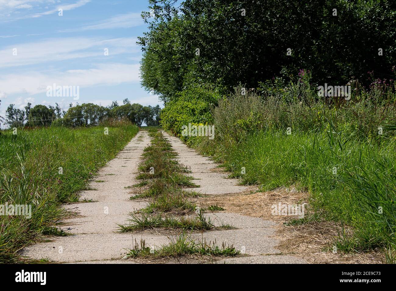 Route de terre inhabituelle avec des dalles de béton. Un champ sur la gauche, une forêt sur la droite. Banque D'Images