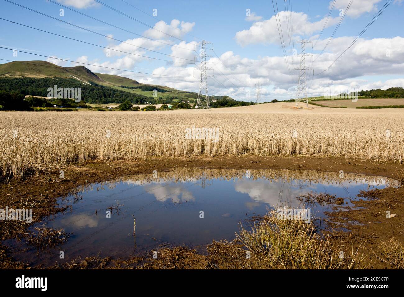 Dommages causés par les conditions météorologiques à la récolte céréalière, Édimbourg, Écosse, Royaume-Uni Banque D'Images
