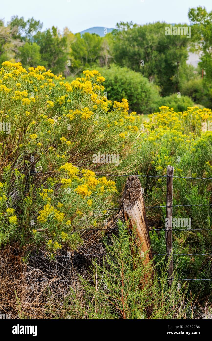 Asteraceae ; famille Sunflower ; Dusty Maiden ; contre la clôture barbelée et le poste de clôture en bois ; ranch dans le Colorado central ; États-Unis Banque D'Images