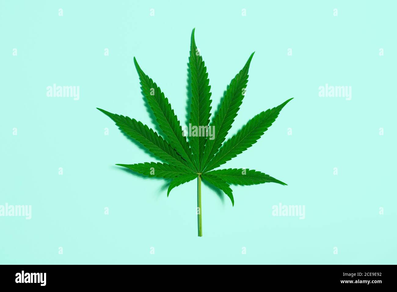 Une seule feuille de marijuana ou de chanvre isolée sur une petite feuille de Pale turquoise Arrière-plan avec espace de copie Banque D'Images