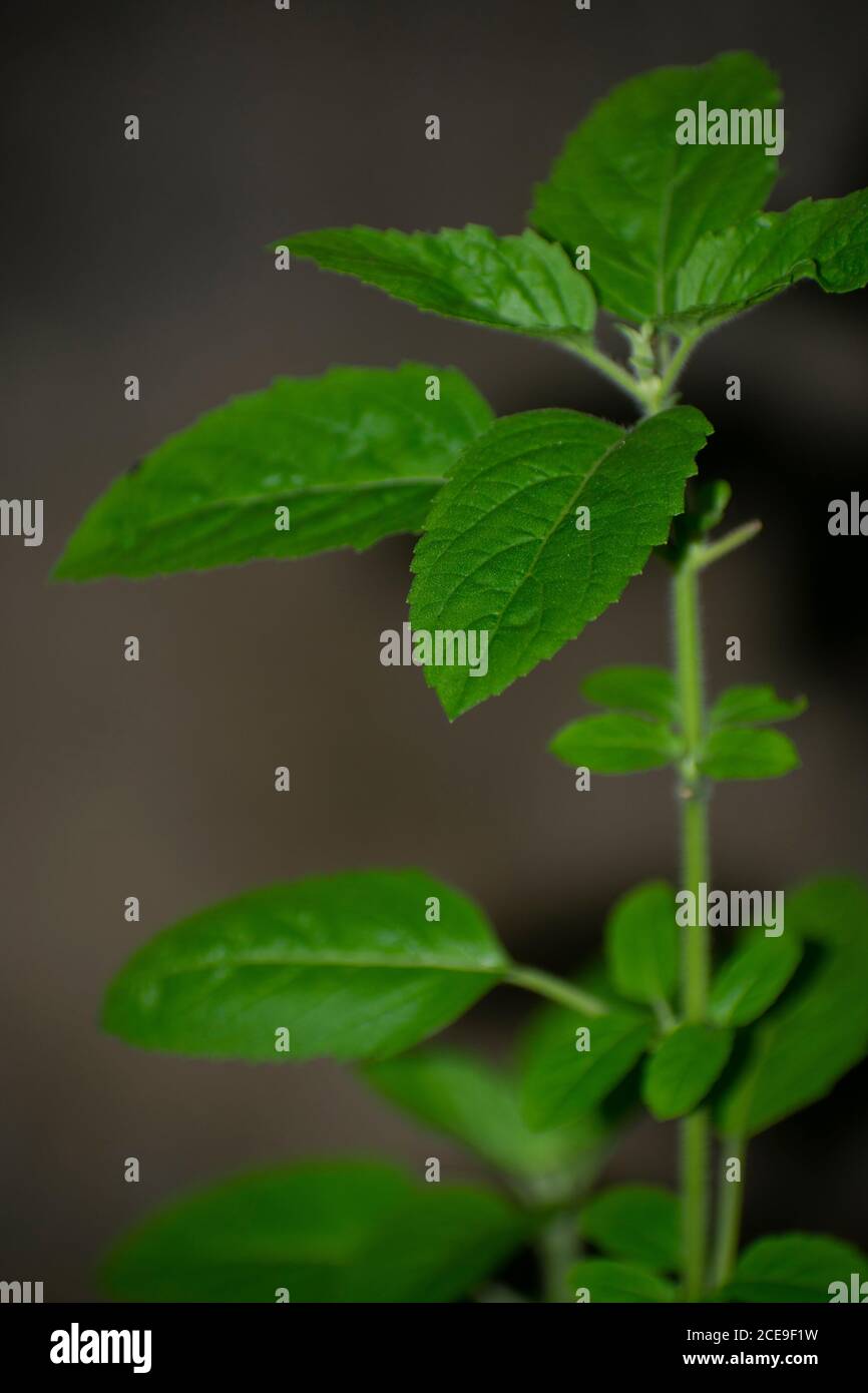 Tulsi ou Ocimum sanctum, également connu sous le nom de basilic Saint, est une herbe médicinale utilisée en Ayurveda, une forme de médecine alternative qui est originaire de l'Inde Banque D'Images