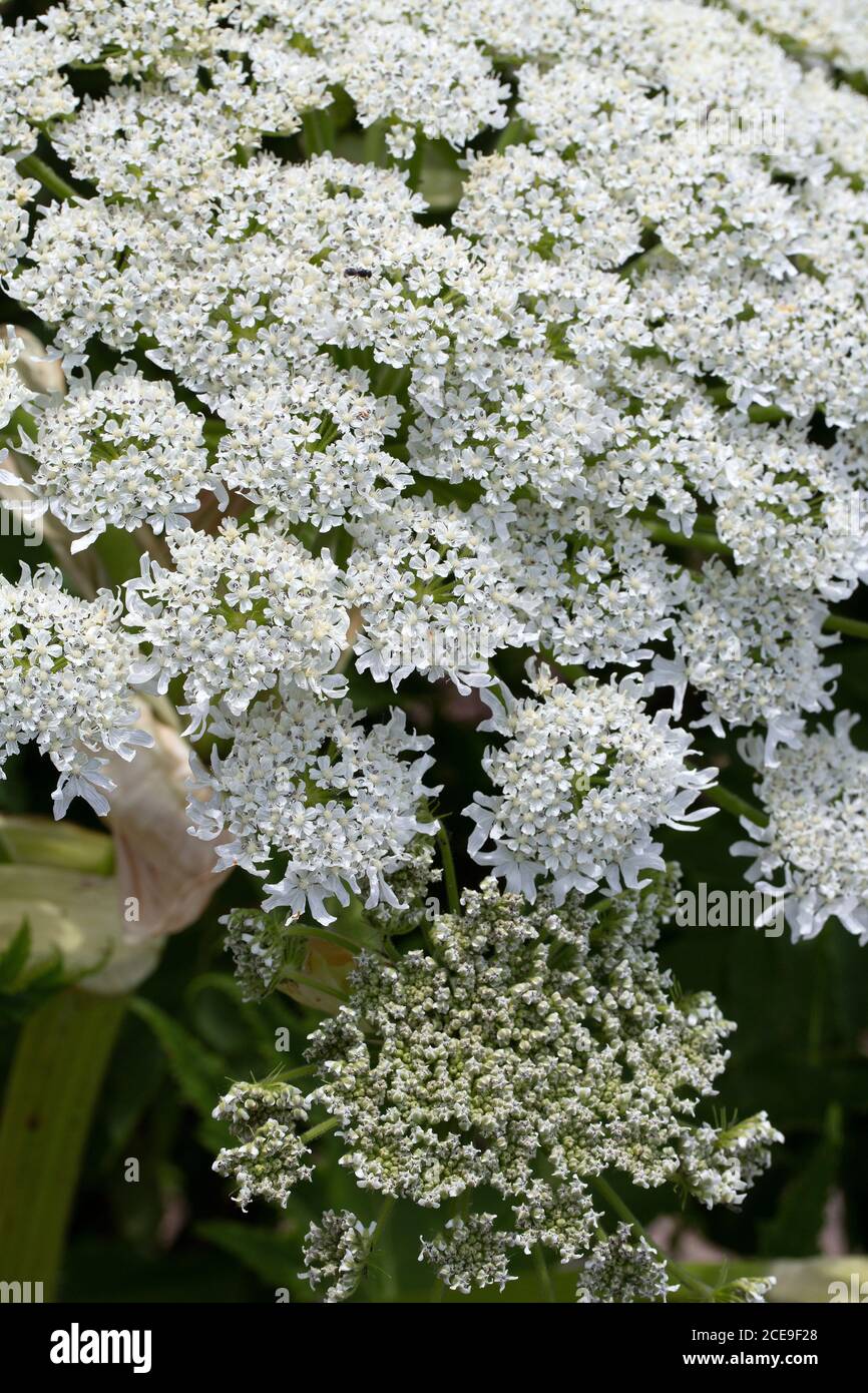Heracleum mantegazzianum, gros plan de l'ombelle à fleurs Banque D'Images