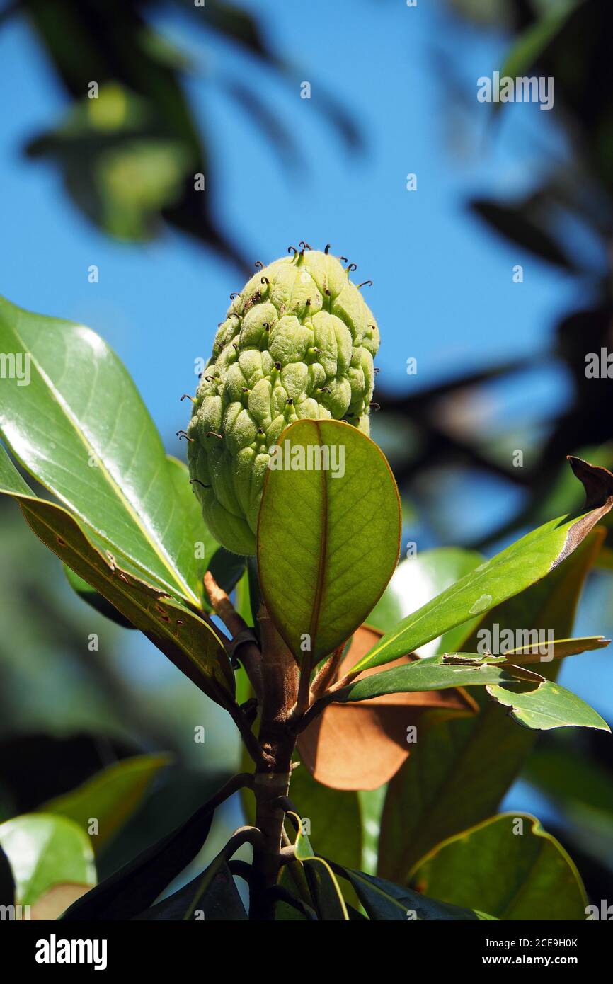 Magnolia du sud ou baie de taureaux, Immergrüne Magnolie, Magnolia grandiflora, nagyvirágú liomfa, örökzöld liomfa Banque D'Images