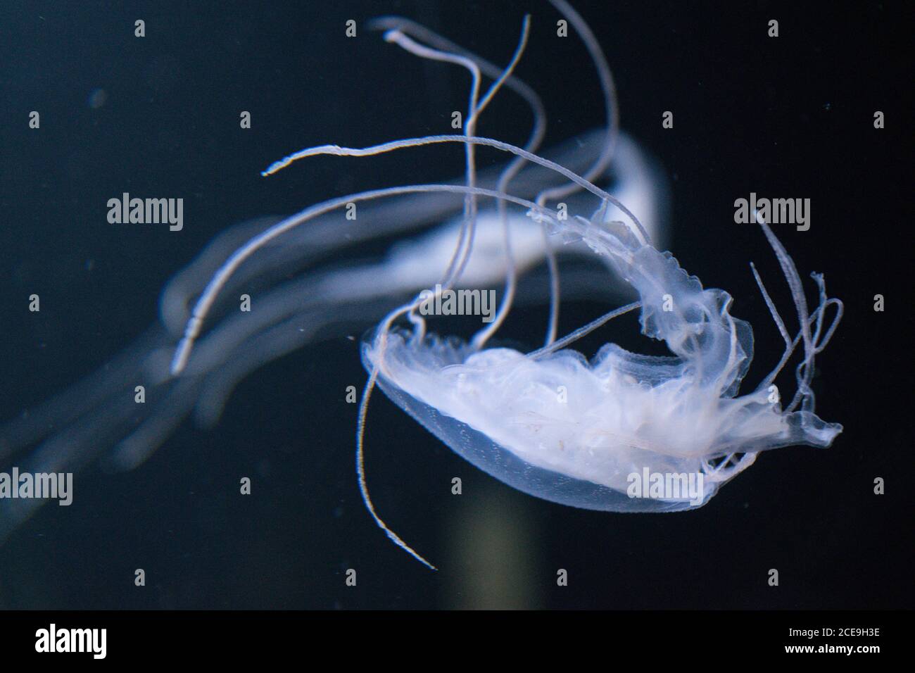 Gelée de poisson d'un aquarium de Berlin Banque D'Images