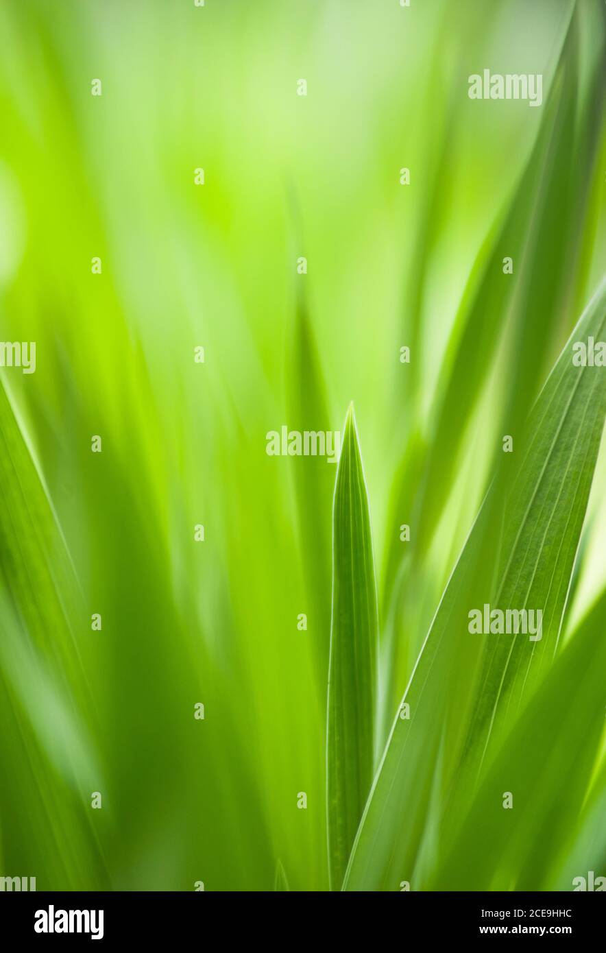 Printemps : herbe verte. Utile comme modèle environnemental Banque D'Images