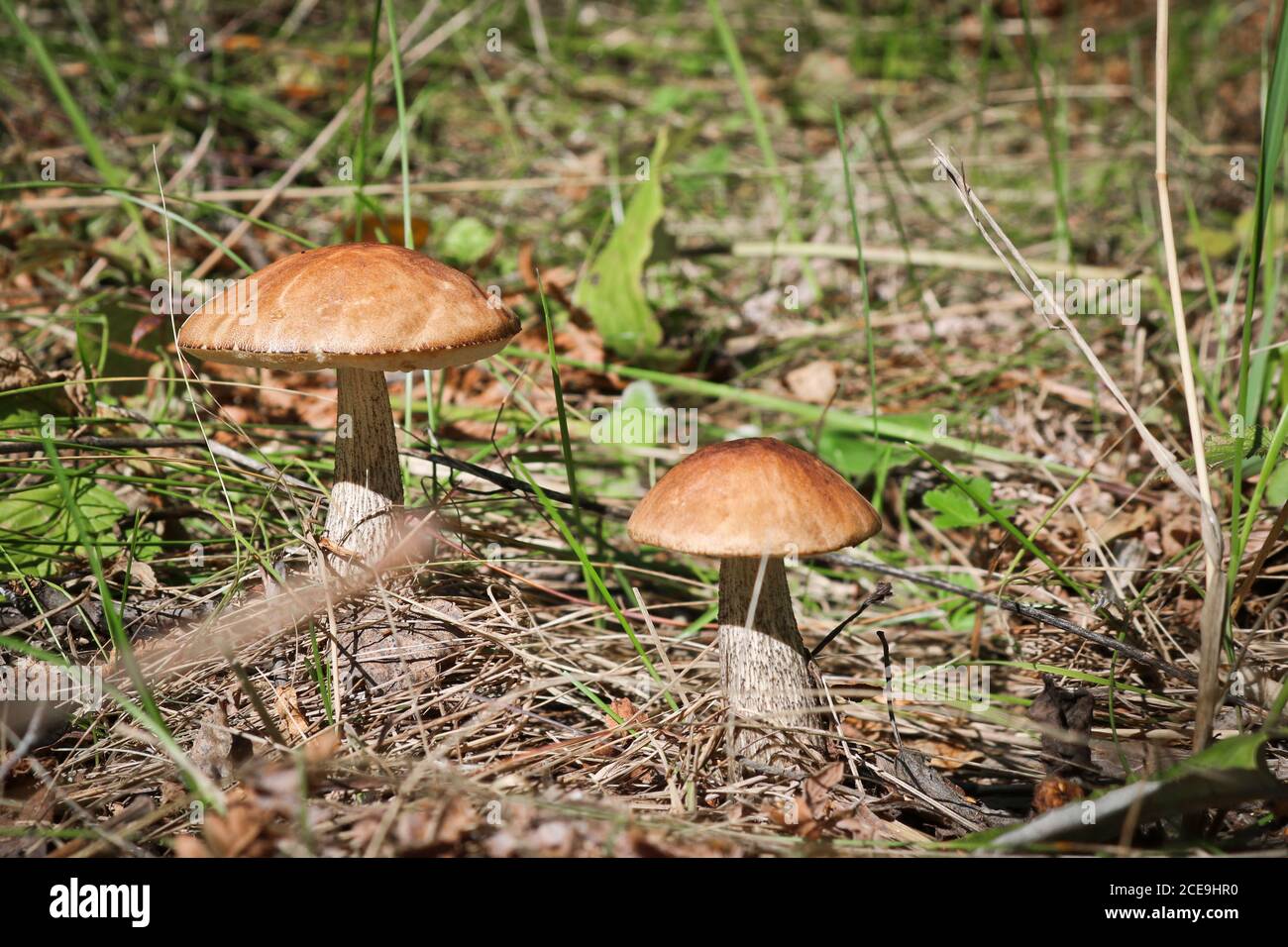 Champignon comestible Cap brun boletus (Leccinum scabrum) avec un chapeau  brun parmi l'herbe dans une forêt d'été. Récolte de champignons bouleaux  bolete. Gros plan Photo Stock - Alamy