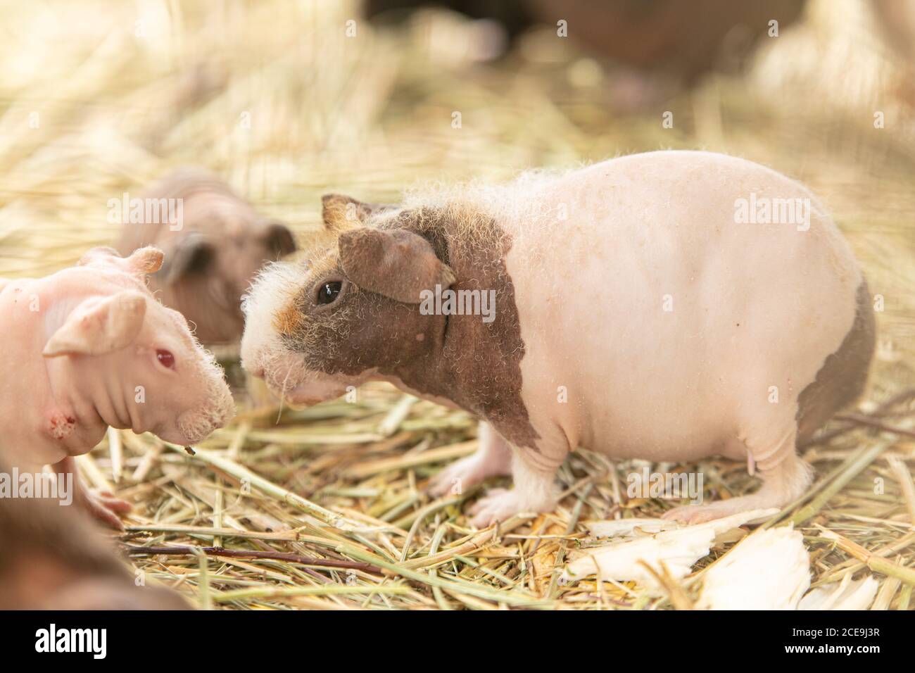 Cochon D Inde Sans Poils Avec Un Bebe En Paille Photo Stock Alamy