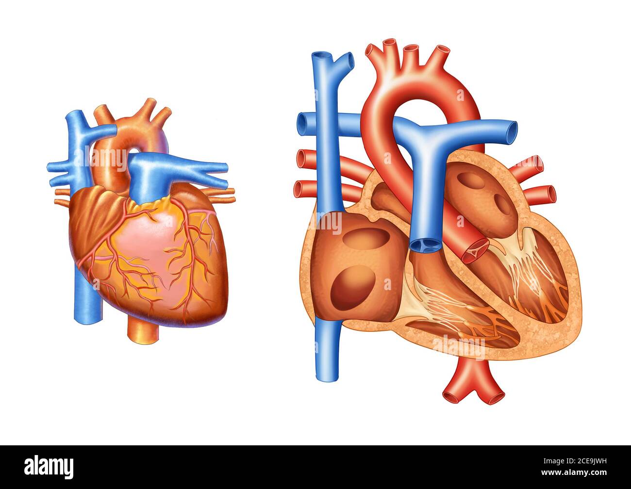 illustration du cœur et de sa vascularisation. Coupe transversale d'un cœur normal Banque D'Images
