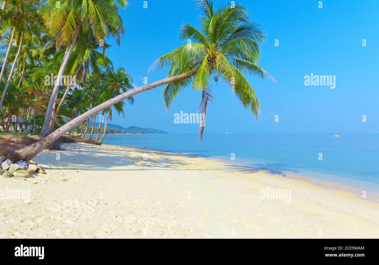 Plage tropicale avec cocotier Banque D'Images