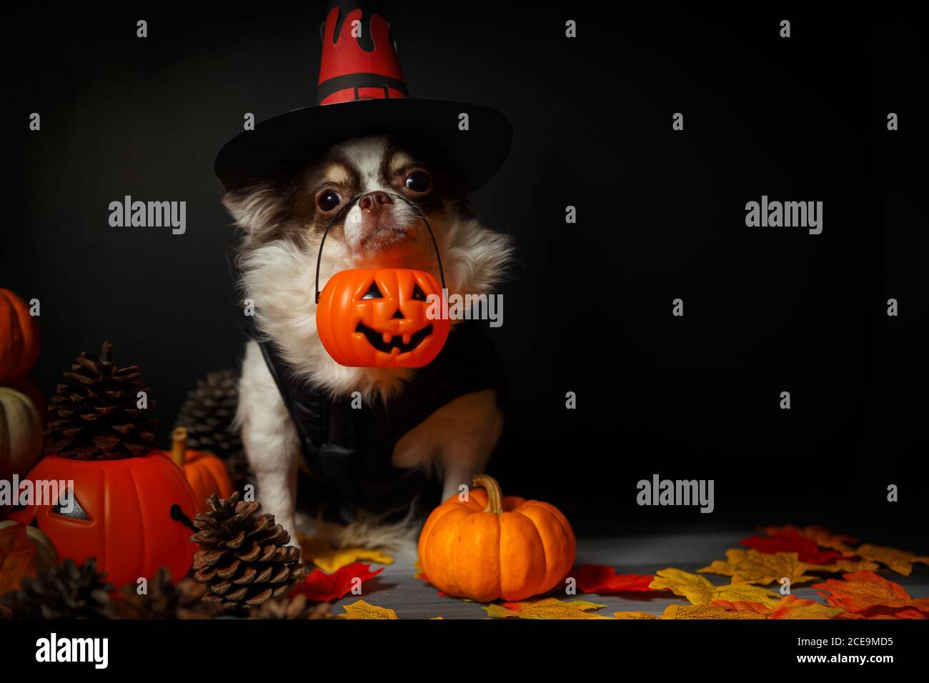 Adorable chien chihuahua portant un chapeau de sorcière Halloween et tenant une citrouille sur fond sombre. Banque D'Images