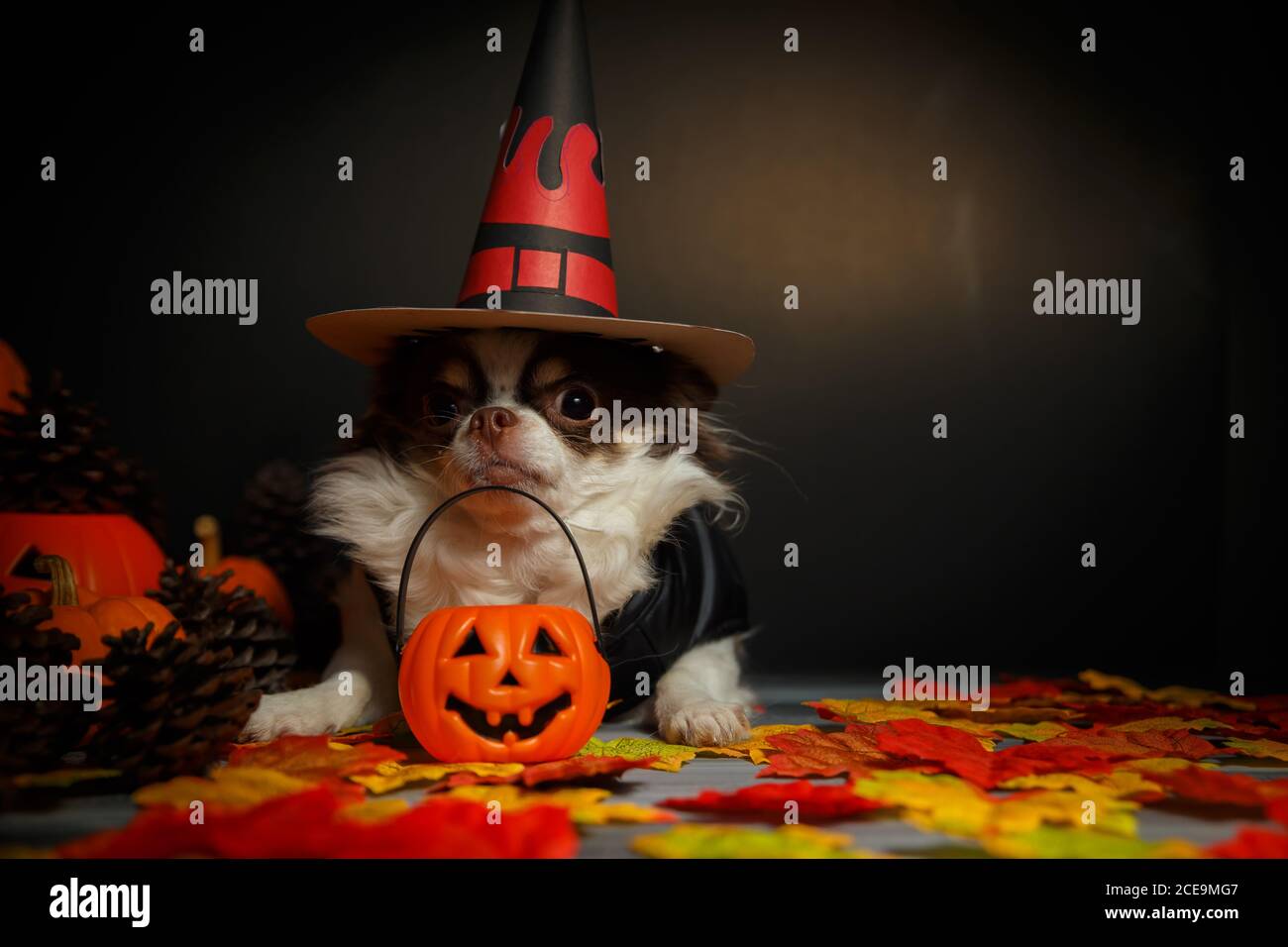 Adorable chien chihuahua portant un chapeau de sorcière Halloween avec citrouille sur fond sombre. Banque D'Images