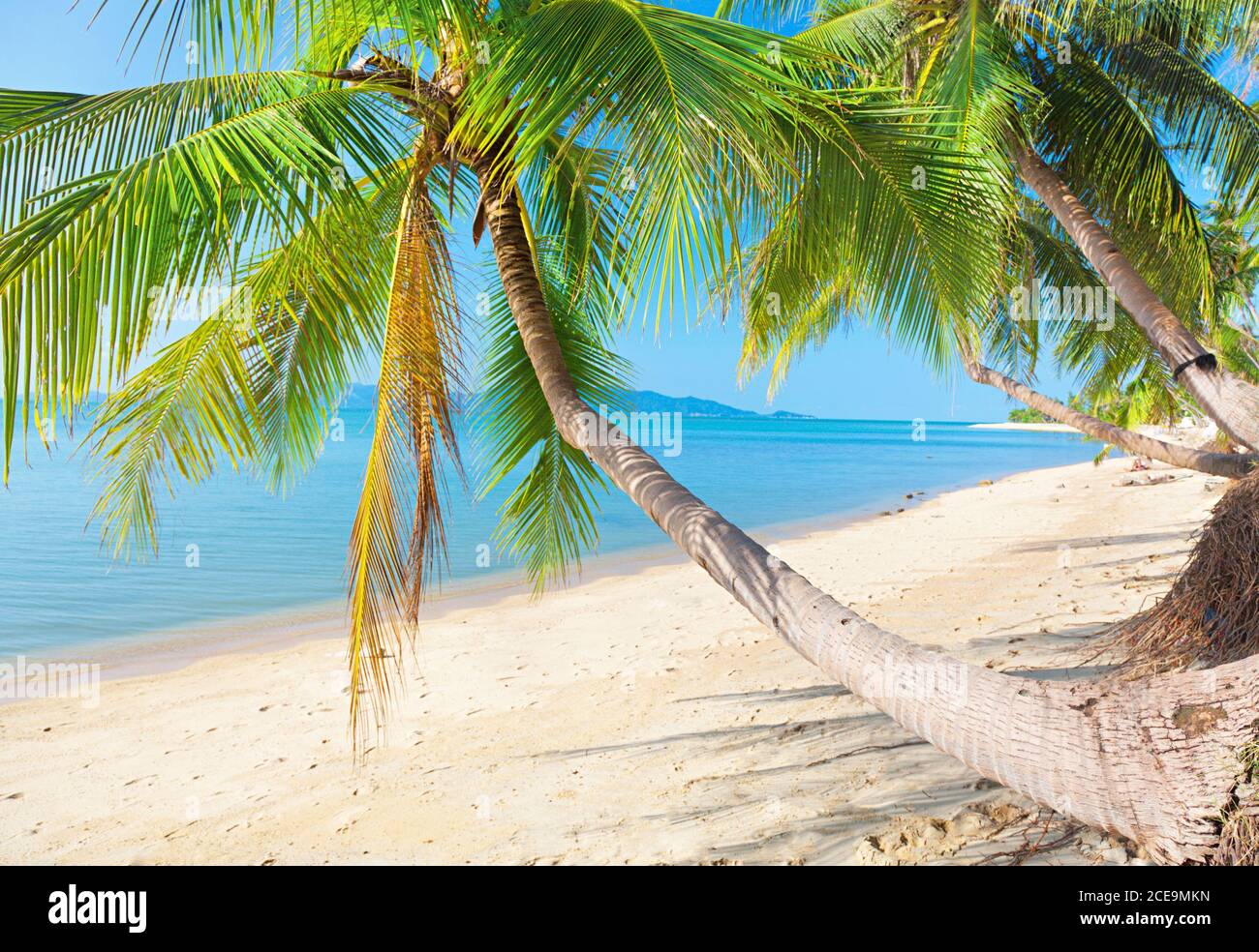 Plage tropicale avec cocotier Banque D'Images