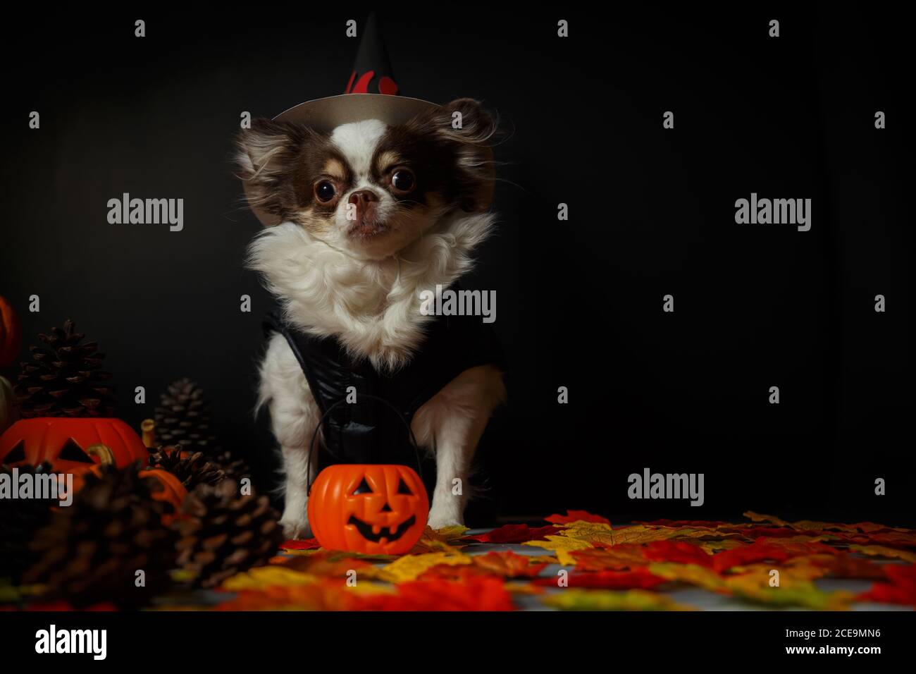 Adorable chien chihuahua portant un chapeau de sorcière Halloween avec citrouille sur fond sombre. Banque D'Images