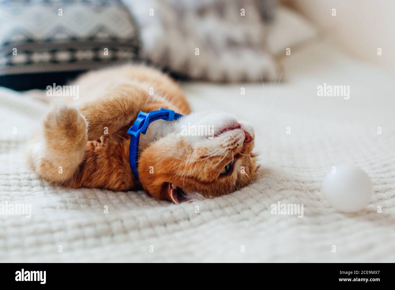 Chat de gingembre jouant avec le ballon sur le canapé dans la salle de séjour à la maison. Animal de compagnie ayant l'air amusant à l'envers Banque D'Images