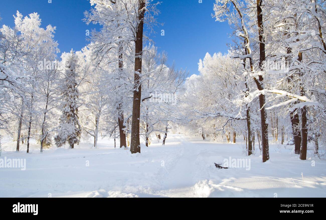 Parc d'hiver dans la neige Banque D'Images