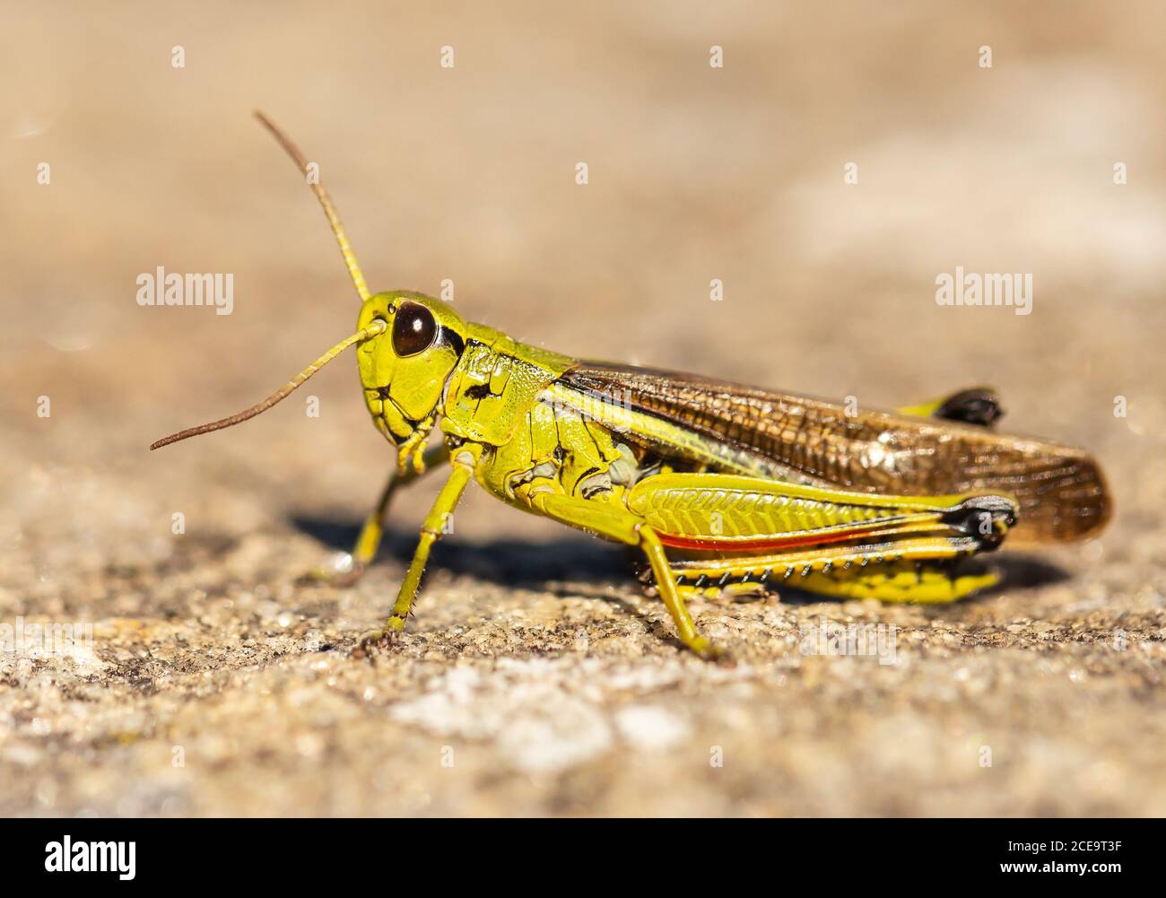 Le Criquet grande Banque D'Images