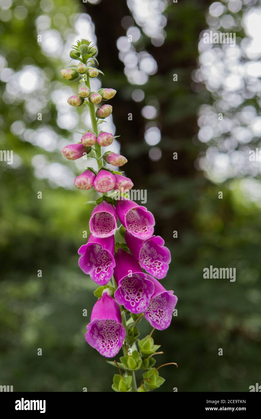 Des boeufs violets dans un parc forestier du Royaume-Uni Banque D'Images