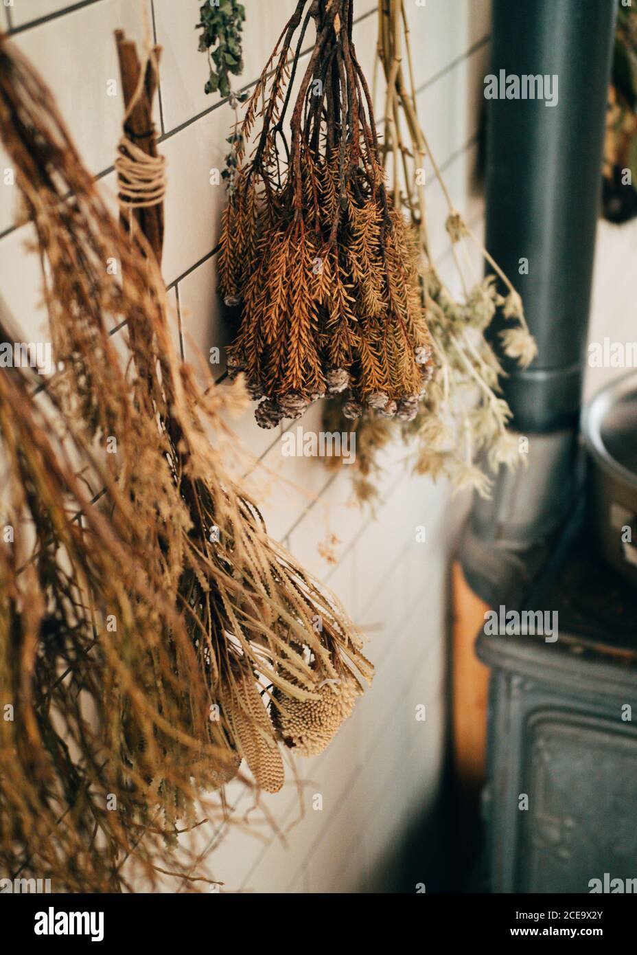 Sécher les plantes sur le mur Banque D'Images