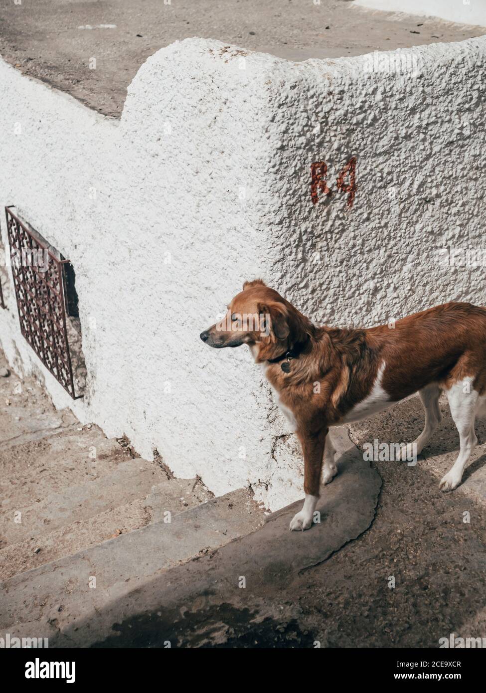 Petit chien au mur rugueux à l'extérieur Banque D'Images