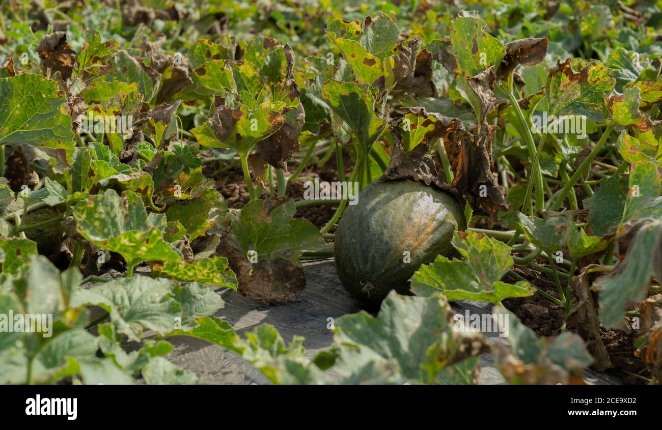 Des melons frais et juteux qui poussent dans le champ par beau temps Banque D'Images