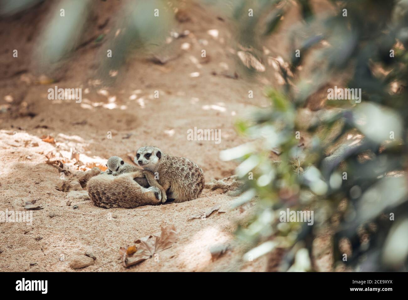 Drôle de petit meerkat manger et jouer avec les parents sur terre dans l'enceinte du zoo Banque D'Images