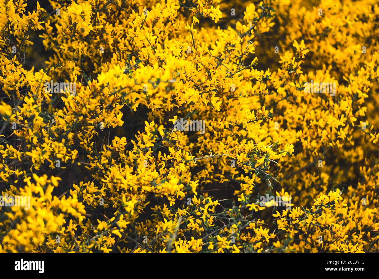 Fleurs fleuries de couleur jaune vif sur les branches d'un buisson. Banque D'Images