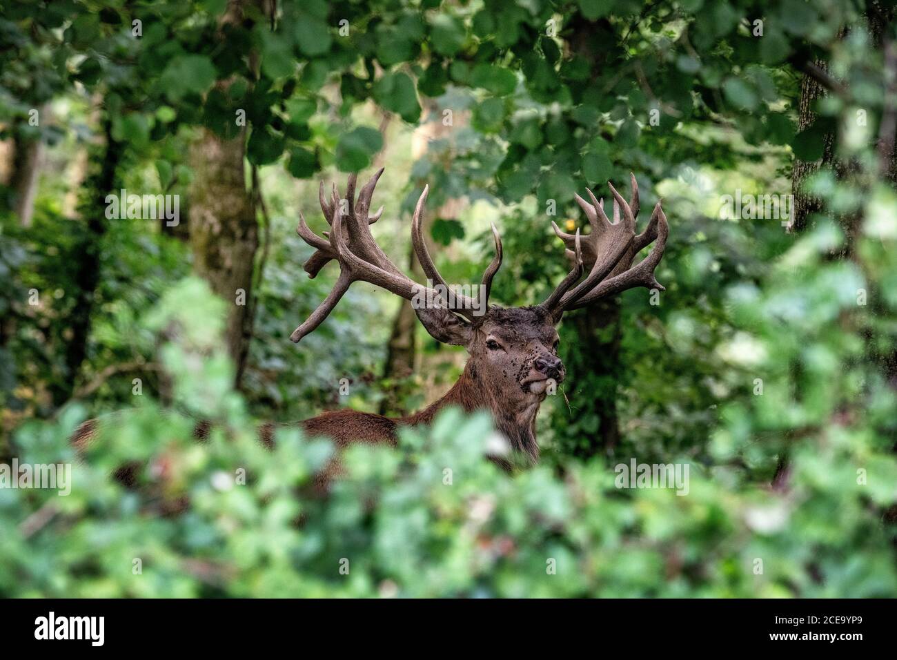 Adulte Red Deer Stag, Somerset, Royaume-Uni. Cervus elaphus Banque D'Images