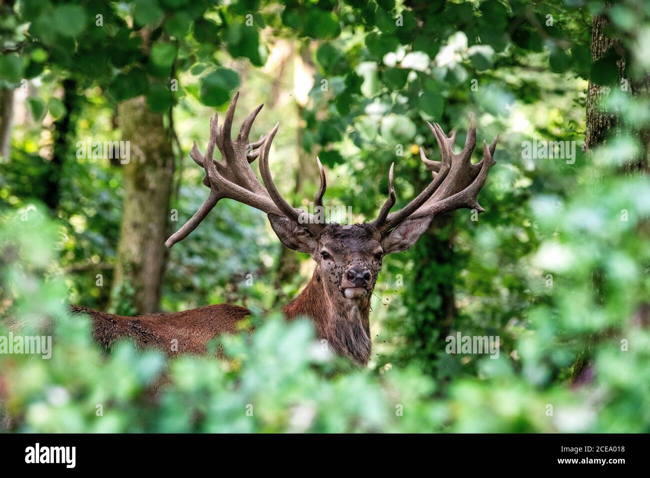 Adulte Red Deer Stag, Somerset, Royaume-Uni. Cervus elaphus Banque D'Images