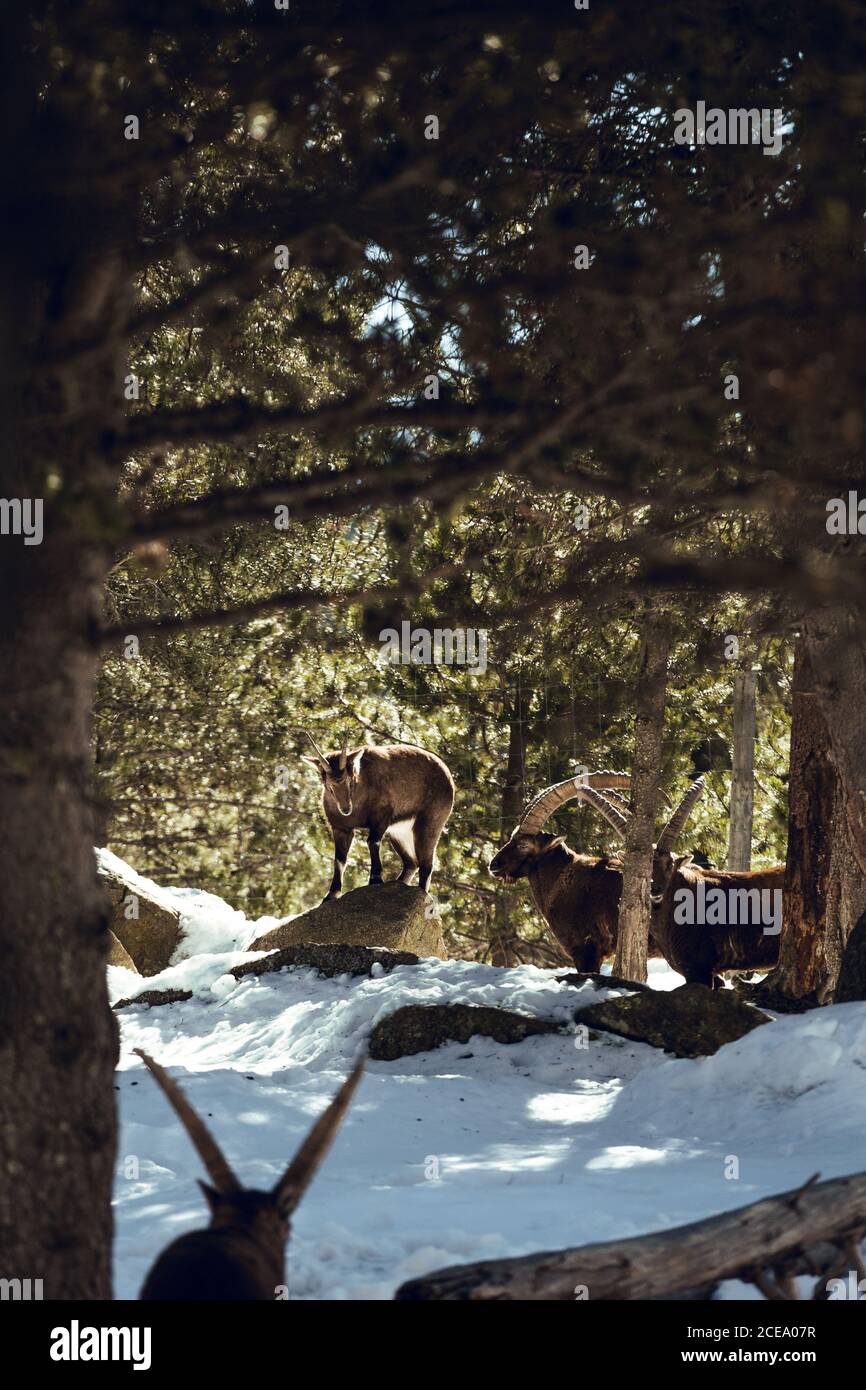 Chèvres sauvages pasteurs en forêt d'hiver en journée ensoleillée aux angles, Pyrénées, France Banque D'Images