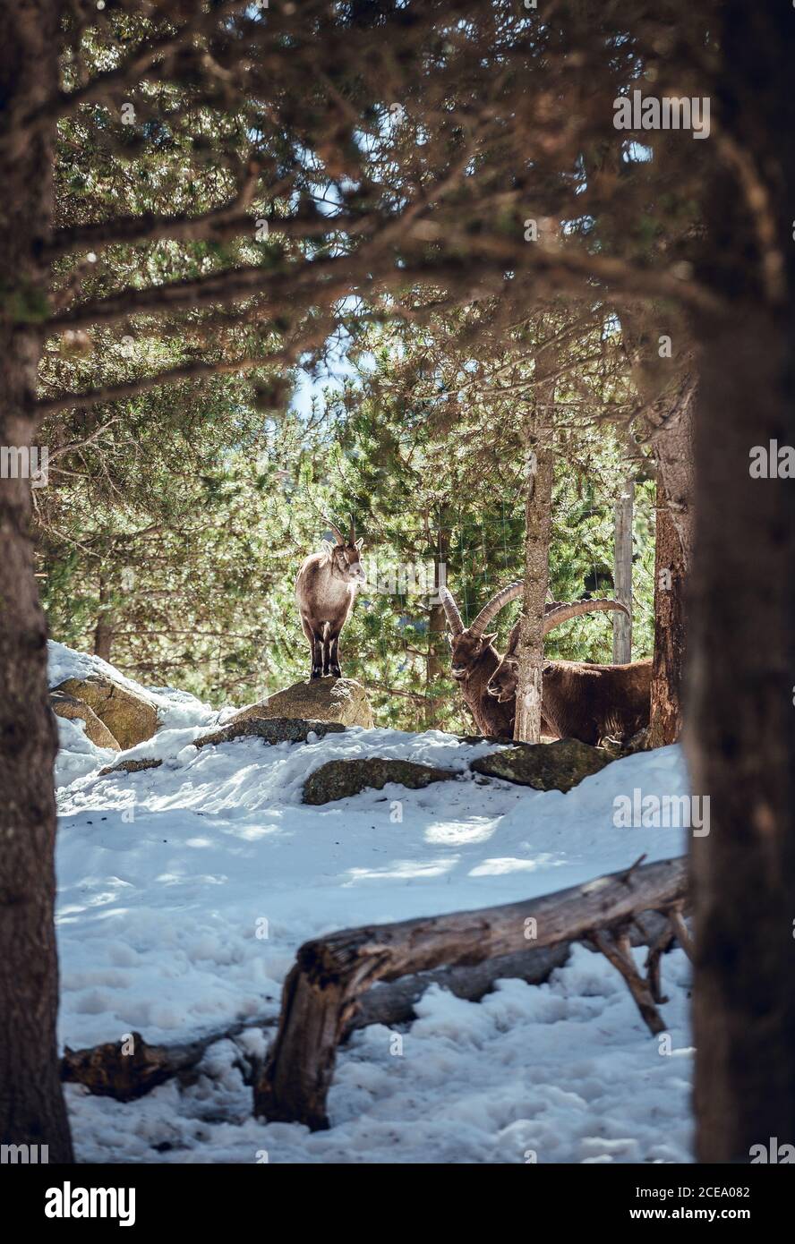 Chèvres sauvages pasteurs en forêt d'hiver en journée ensoleillée aux angles, Pyrénées, France Banque D'Images