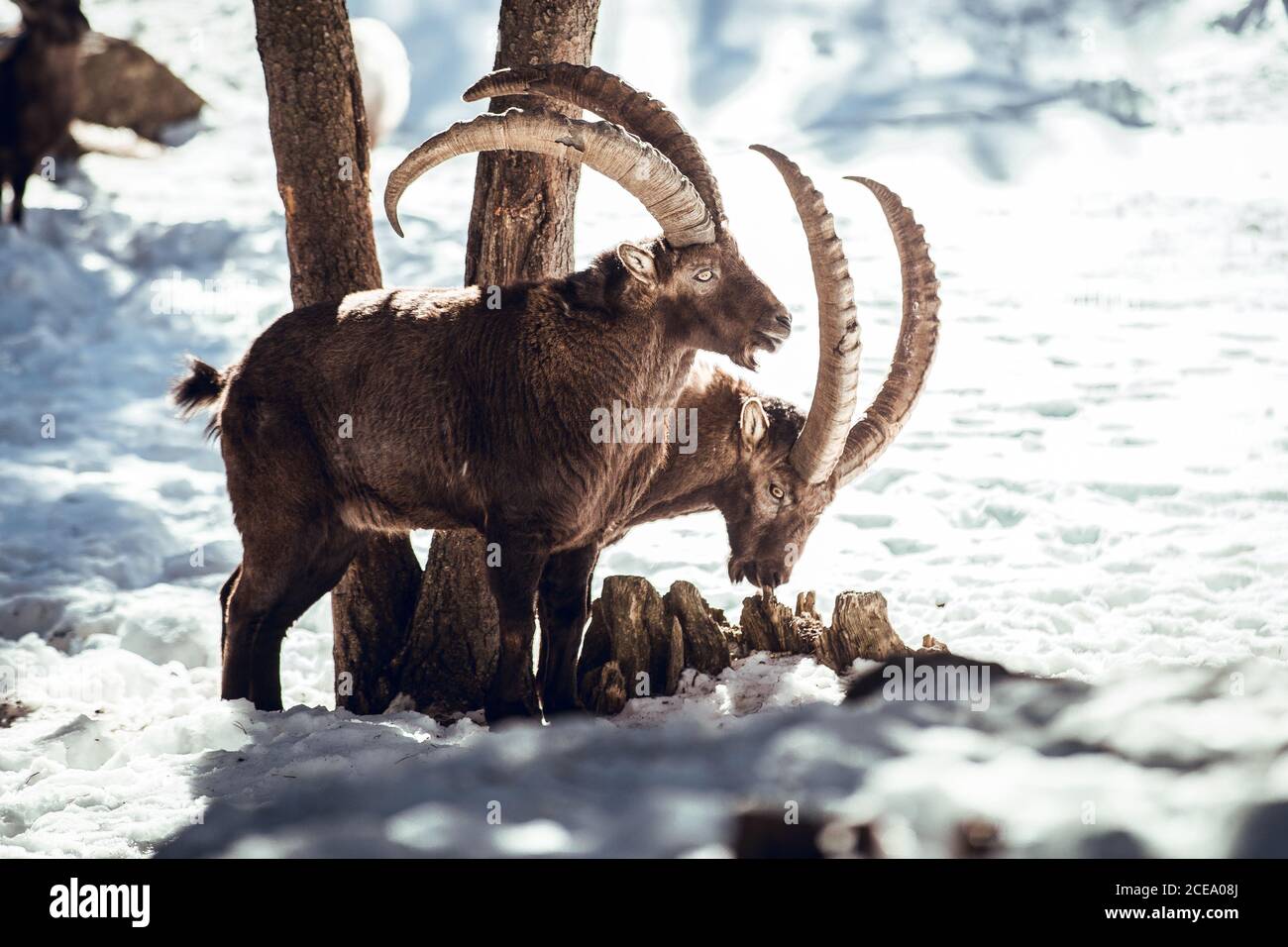 Chèvres sauvages pasteurs en forêt d'hiver en journée ensoleillée aux angles, Pyrénées, France Banque D'Images