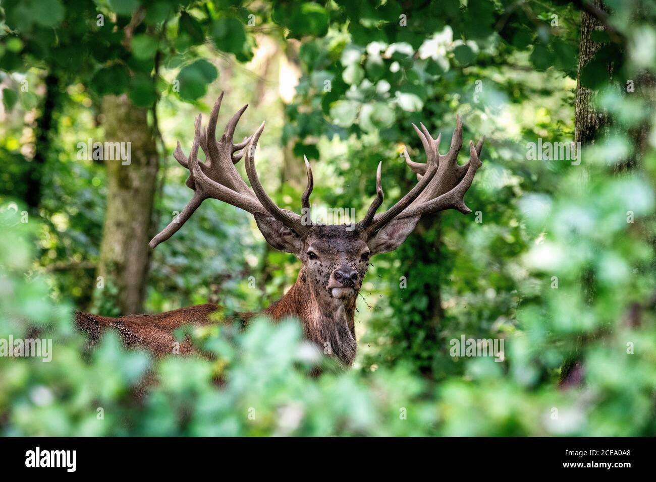 Adulte Red Deer Stag, Somerset, Royaume-Uni. Cervus elaphus Banque D'Images
