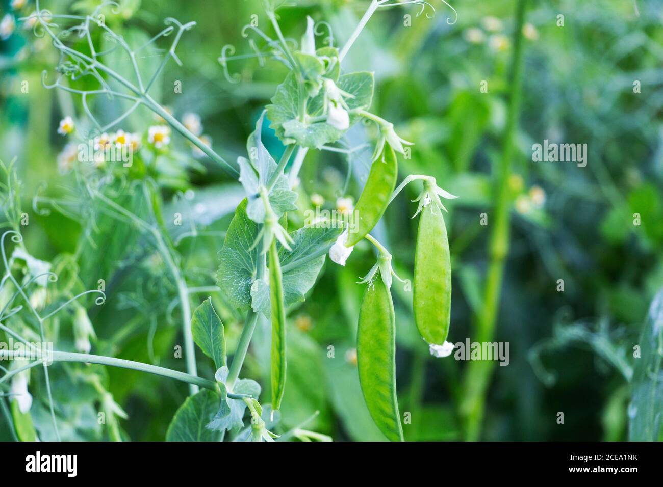 gousses de pois vert vif frais. Culture du pois en plein air et sur fond flou. Banque D'Images