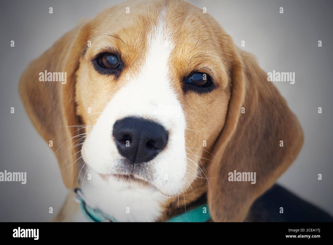 Petit chiot tricolore mignon Beagle, triste look. Banque D'Images