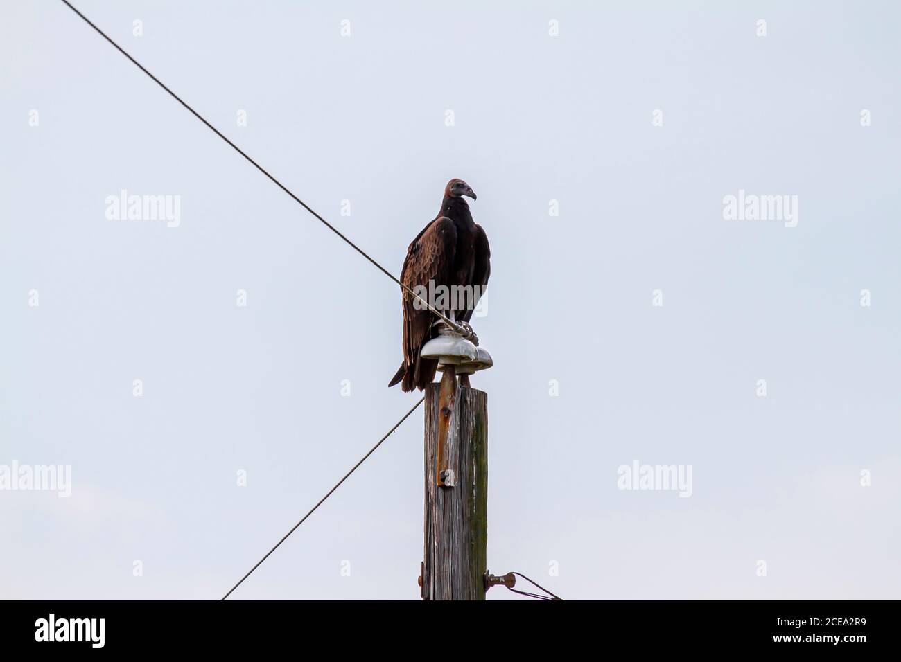 Vue rapprochée d'une Vulture noire américaine (Coragyps atratus) Se reposer sur un poste téléphonique un jour ensoleillé. C'est une grande reprise de couleur foncée Banque D'Images