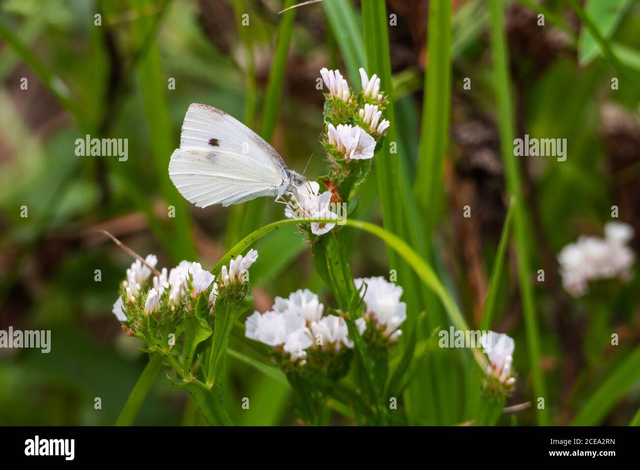 cabane à papillons blanc pieris brassicae perchée sur des fleurs blanches à l'extérieur en été Banque D'Images