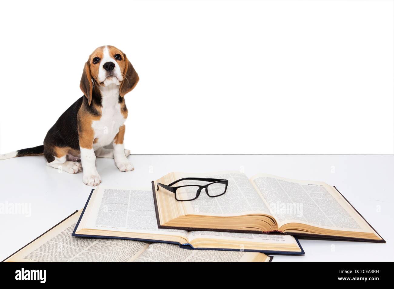 Mignon beagle chiot avec un livre et des lunettes. Banque D'Images