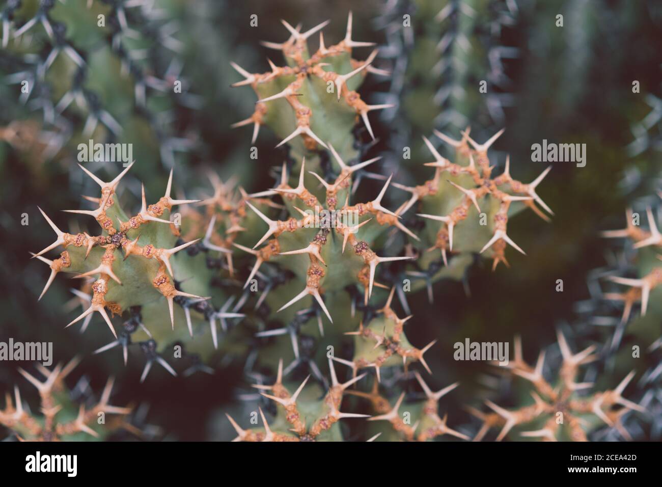 Cactus à pointes vertes en gros plan Banque D'Images