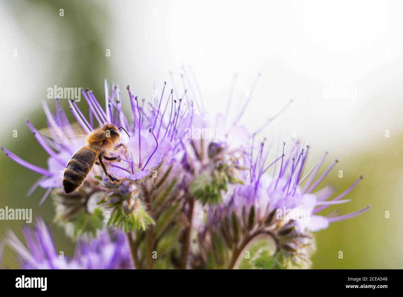 Une abeille sur une fleur de phacelia. Récolte de miel. Pollinisation. Banque D'Images