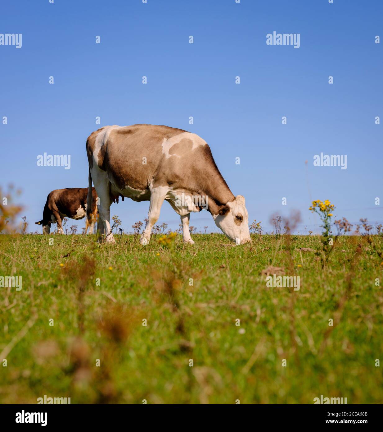 Vaches paissant sur Firle Beacon vers la fin de l'été, East Sussex, Royaume-Uni Banque D'Images
