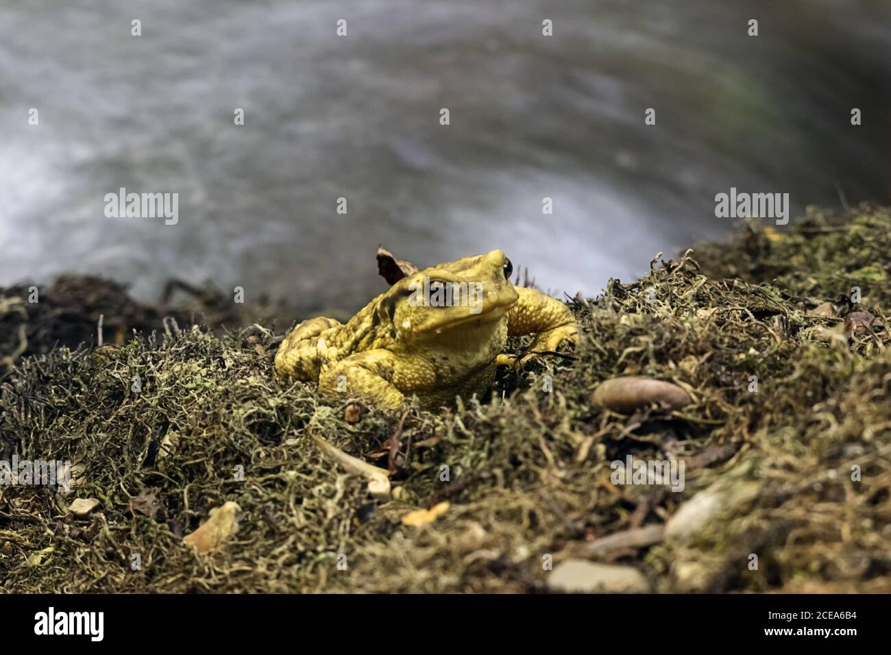 Gros plan d'un crapaud jaune avec des yeux rouges enfants sur un arrière-plan flou Banque D'Images