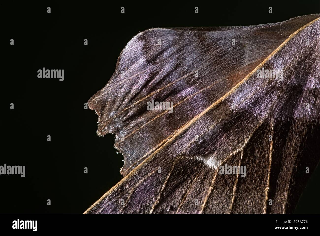 5 - gros plan d'une partie de l'aile de papillon de peuplier. Texture inhabituelle et couleur pourpre. Arrière-plan noir pur et espace de copie. Utilisation créative de la lumière. Banque D'Images