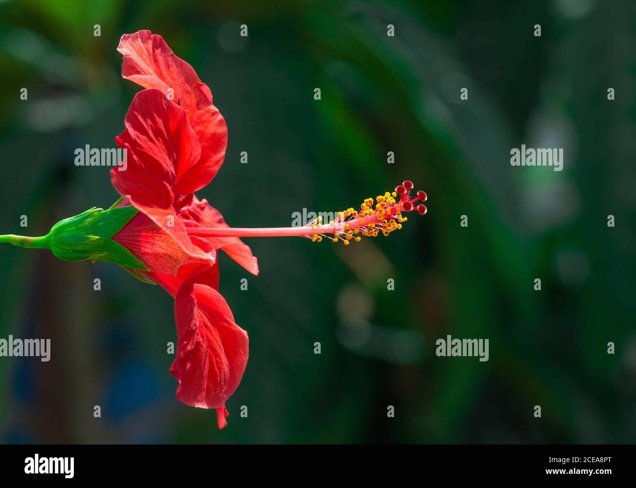 Gros plan sur la fleur rouge Banque D'Images