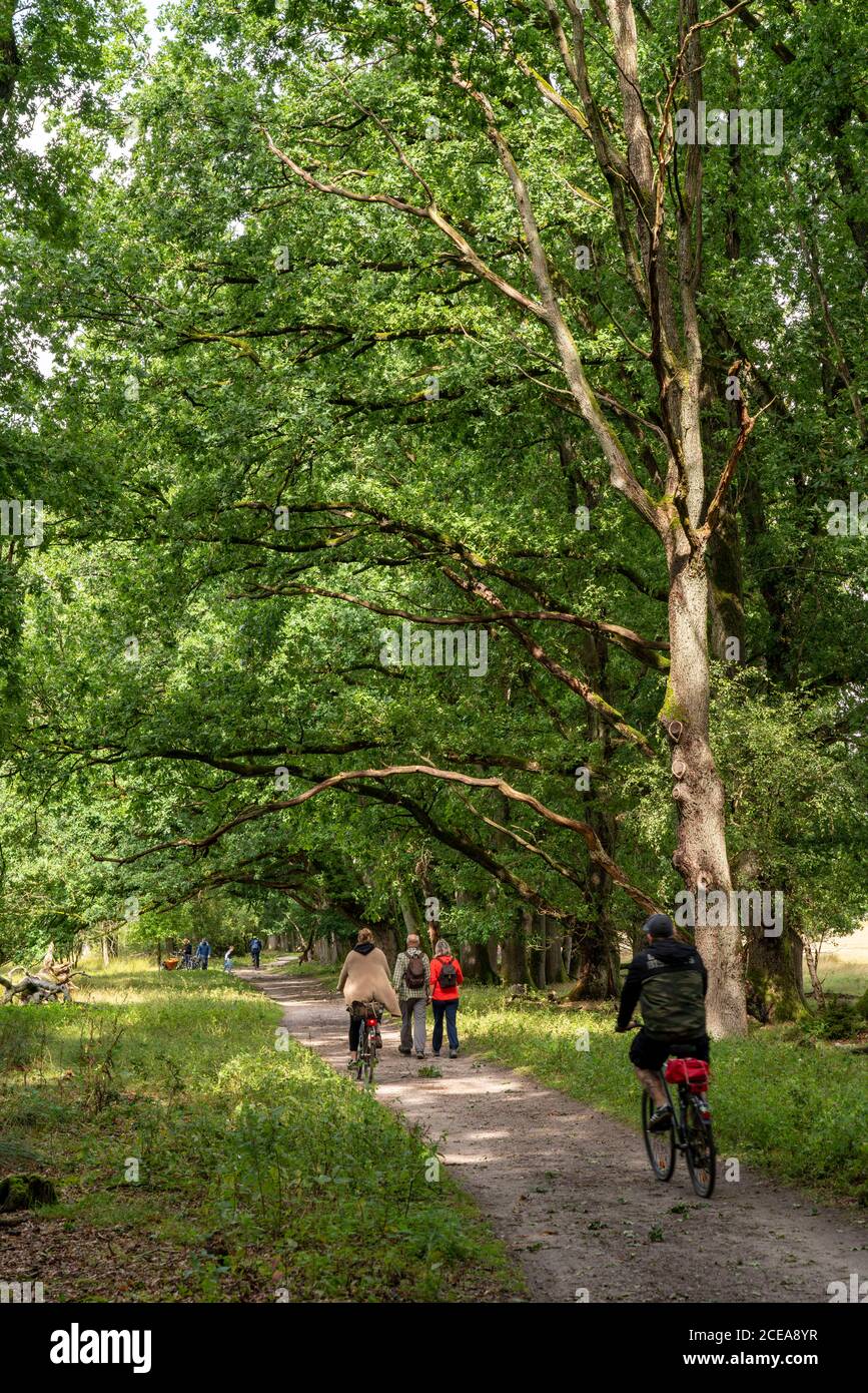 Heideblüte der Besenheide, im Naturschutzgebiet Lüneburger Heide, Niedersachsen, Allemagne, Banque D'Images