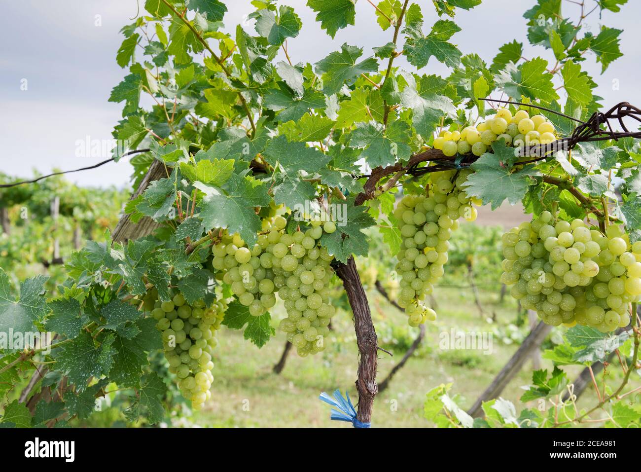 Vignoble près de Gbelce dans le sud de la Slovaquie Banque D'Images