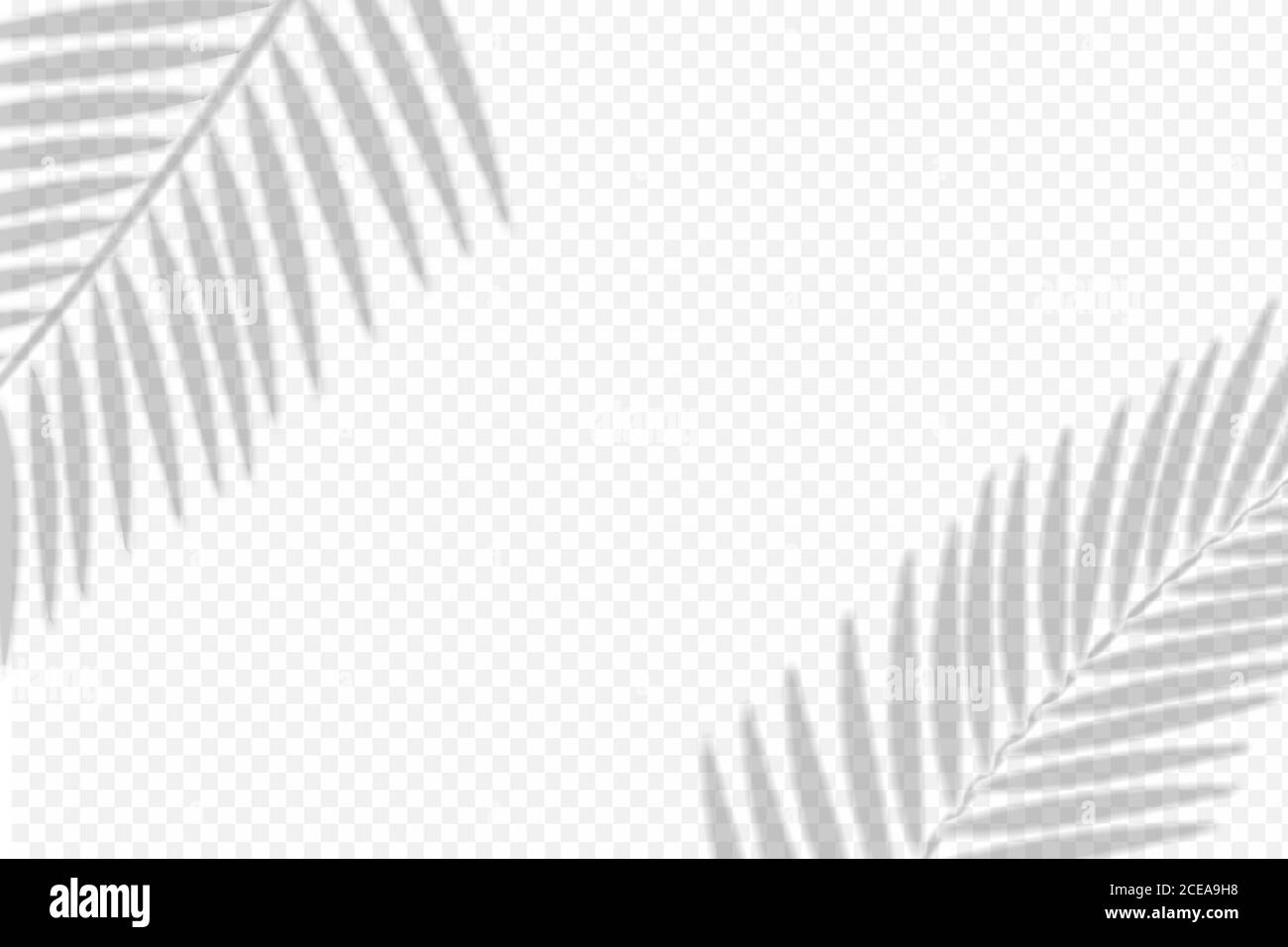 ombre la feuille de palmier sur fond transparent Illustration de Vecteur