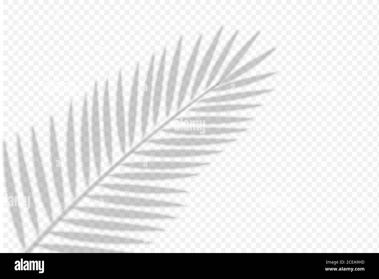 ombre la feuille de palmier sur fond transparent Illustration de Vecteur