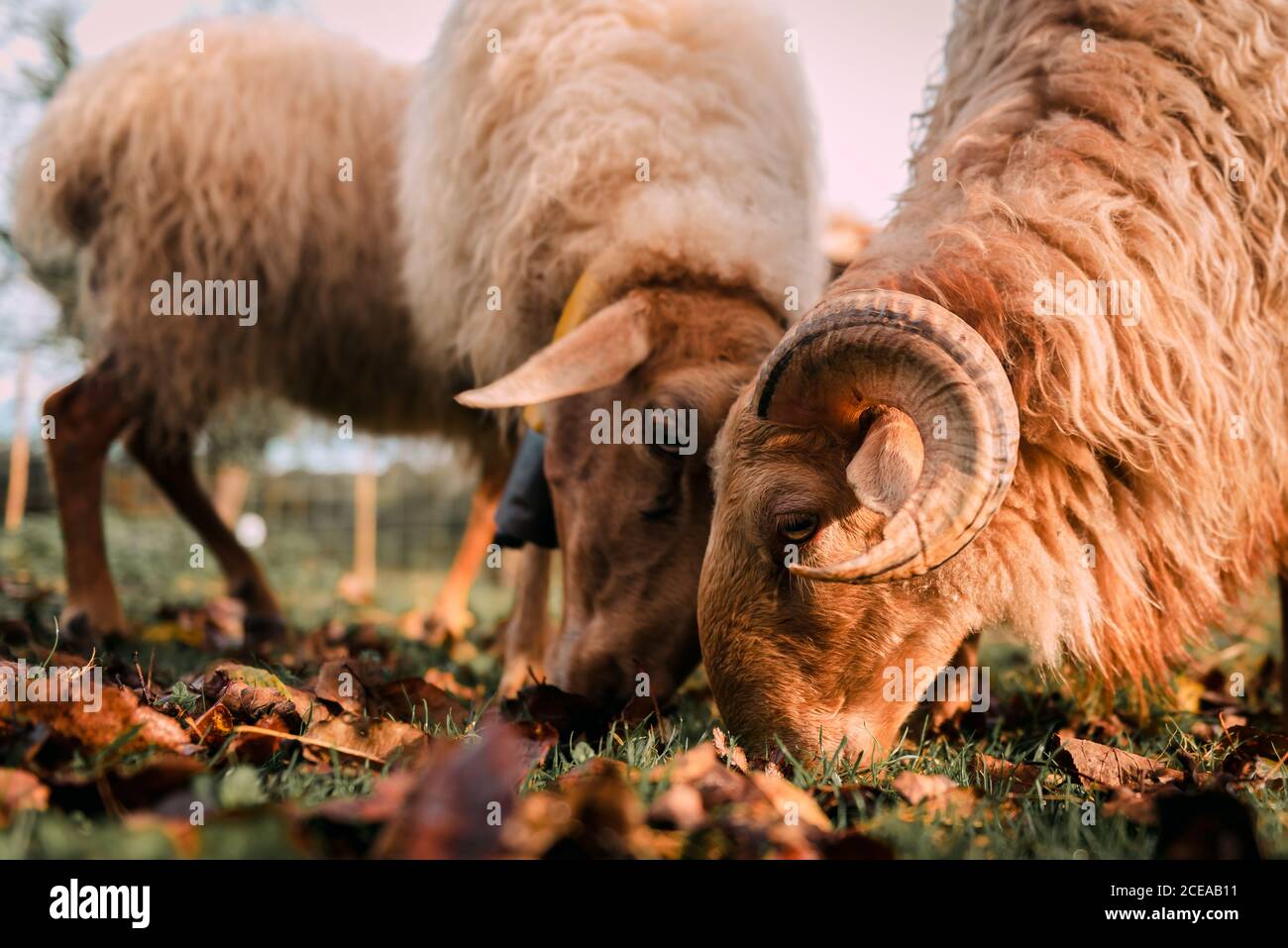 Le pâturage des moutons blancs sur prairie verdoyante entre la chute des feuilles sèches dans la campagne Banque D'Images