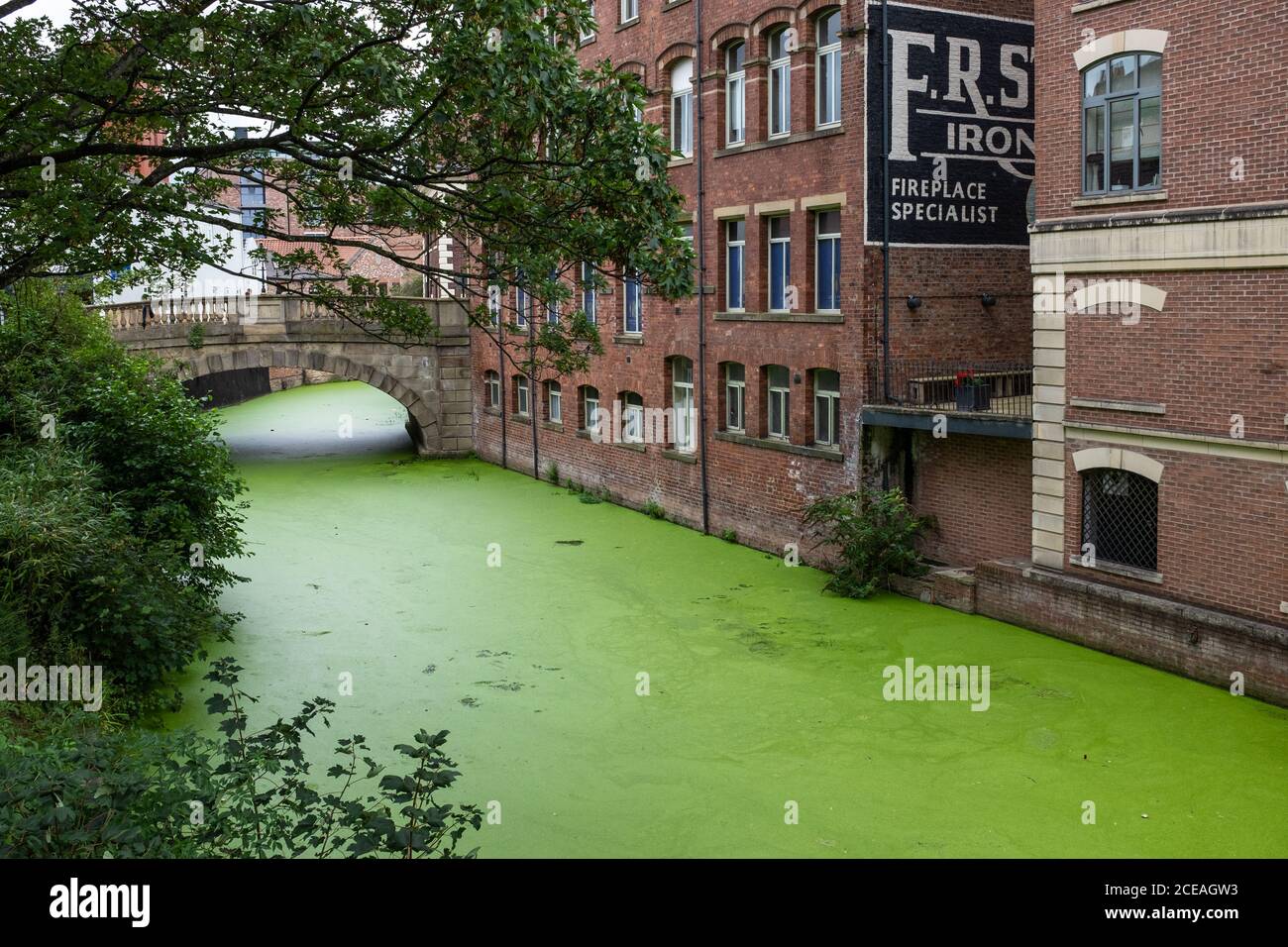 River Foss à York, en Angleterre, devient vert en raison des duckaded Banque D'Images
